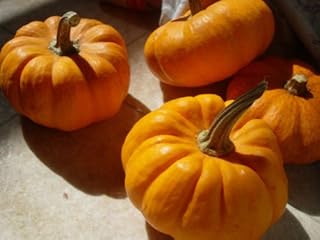 Pumpkin, jack to be little mini, 35 بذور! الشواية: Only Seeds