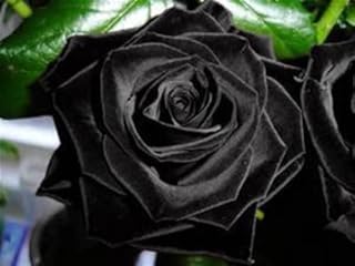 Black Rose Bush! 10 بذور!: بذور فقط