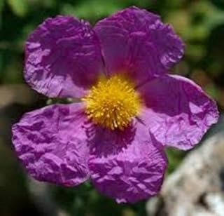 Cistus creticus Rock Rose 10 بذور: بذور فقط