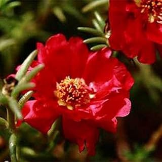 Moss Rose (Portulaca) - Red - 50 بذور: بذور فقط