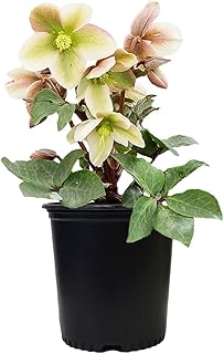 مزارع ووهيليفور من جرين بروميس فارمز FPHELBIP Helleborus-X 'Ivory Prince' (وردة الكريسماس) نبات حي معمر، 1 جالون، ابيض