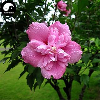 Sale Hibiscus Syriacus بذور 60 قطعة شجرة نبات صيني روز مو جين: بذور فقط