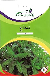 بذور اعشاب النعناع من سنديان الخليج بذور نعناع ايطالي