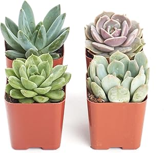 Pack of 4 : Shop Succulents Rosette Succulent (Collection of 4)