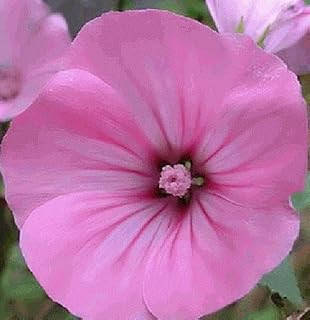 Heerloom not GMO rather, Pink Rose Malva 50 بذور: بذور فقط