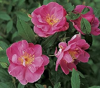 Heerloom Non GMO Swamp Rose 15 بذور: بذور فقط